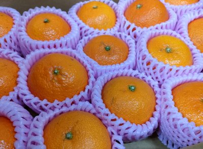 津之輝 激安販売